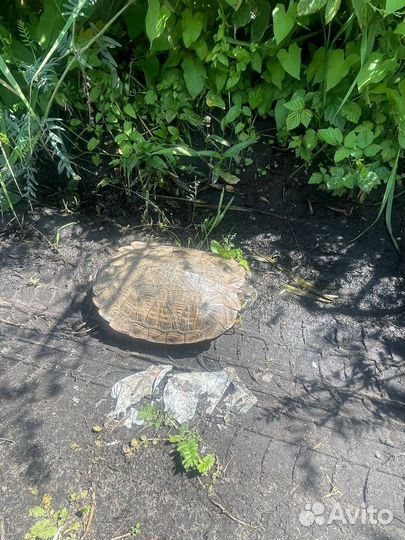 Черепаха в добрые руки
