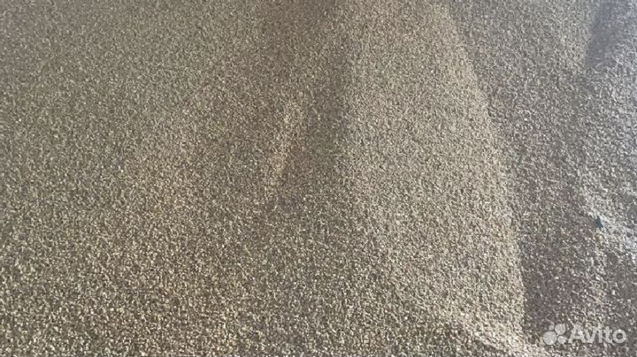 Кукуруза свежий урожай