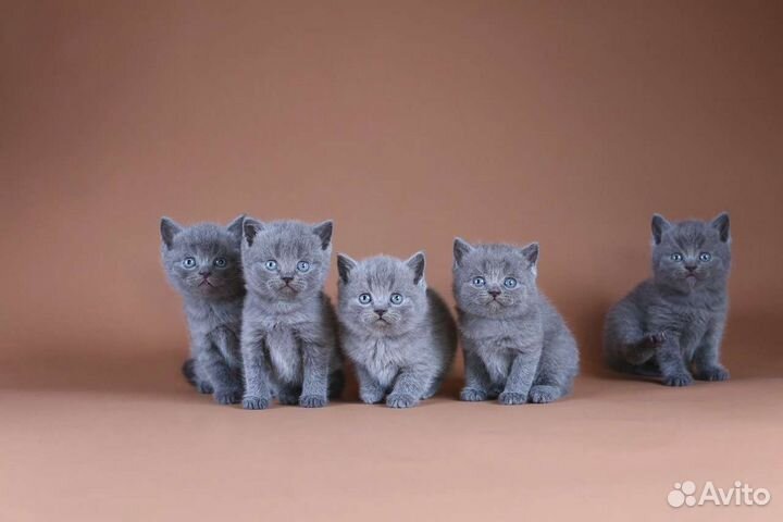 Британские котята котики и кошечки