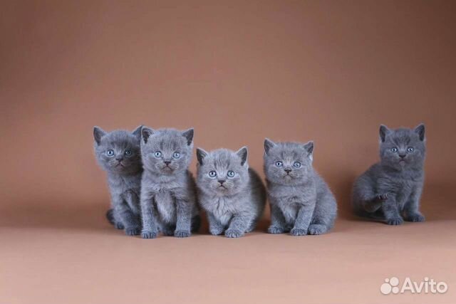 Британские котята котики и кошечки