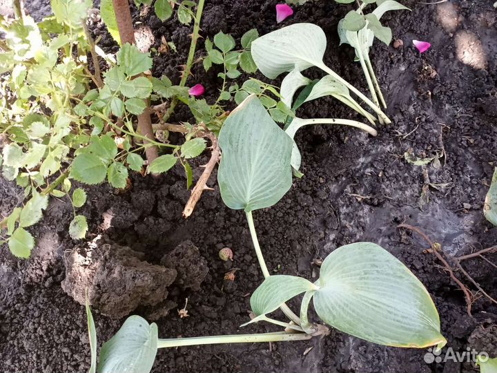 Хоста растение