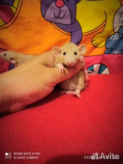 Крысята редкого окраса, Дамбо