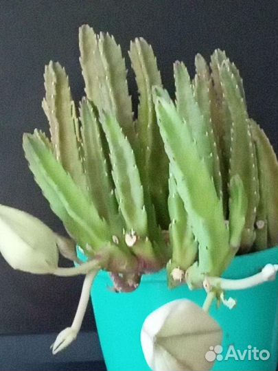 Стапелия, высота 20 см