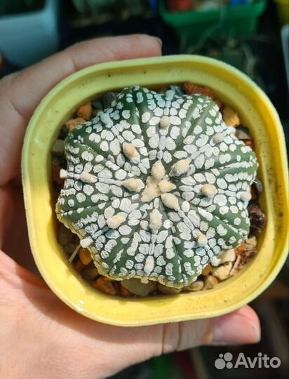 Коллекционные кактусы Астрофитум астериас