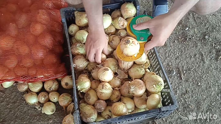 Лук Оптом. Краснодар, 28.07.2023