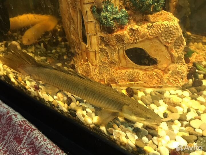 Полиптерусы