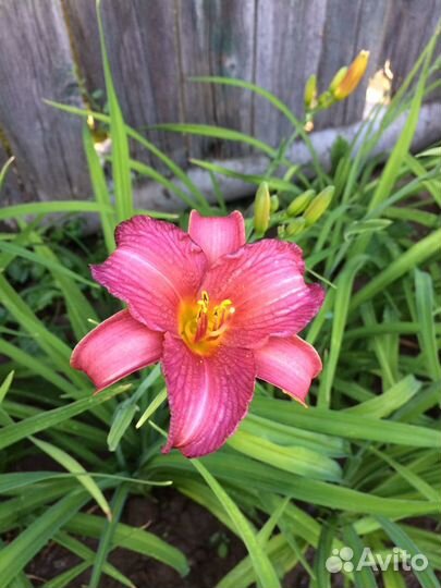 Лилейник, многолетник