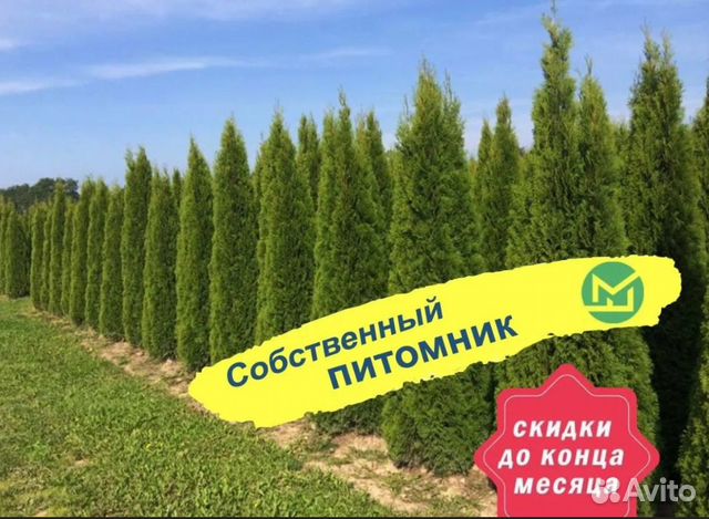 Туя смарагд саженцы