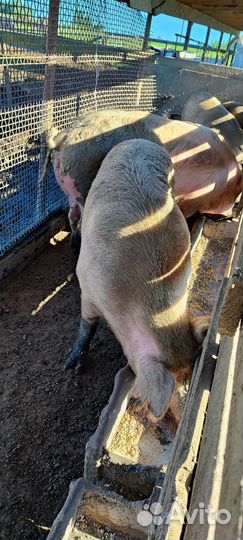 Белая русская свиноматка