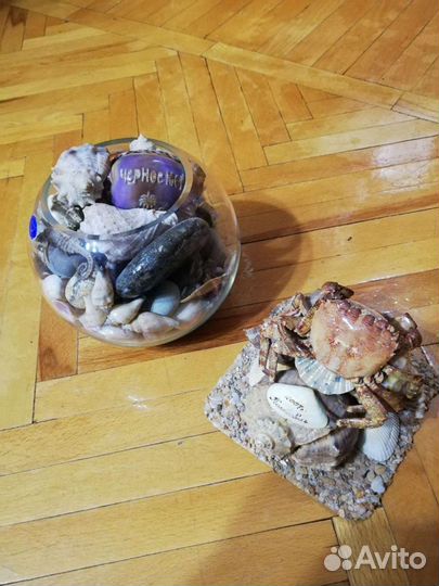 Морские ракушки раковины