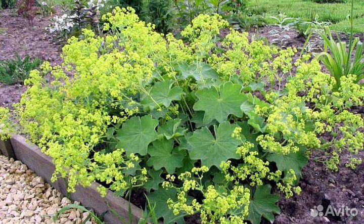 Многолетники для сада