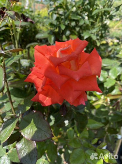 Роза на штамбе