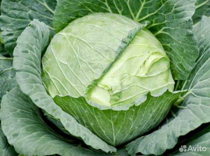 Семена капусты сортовой