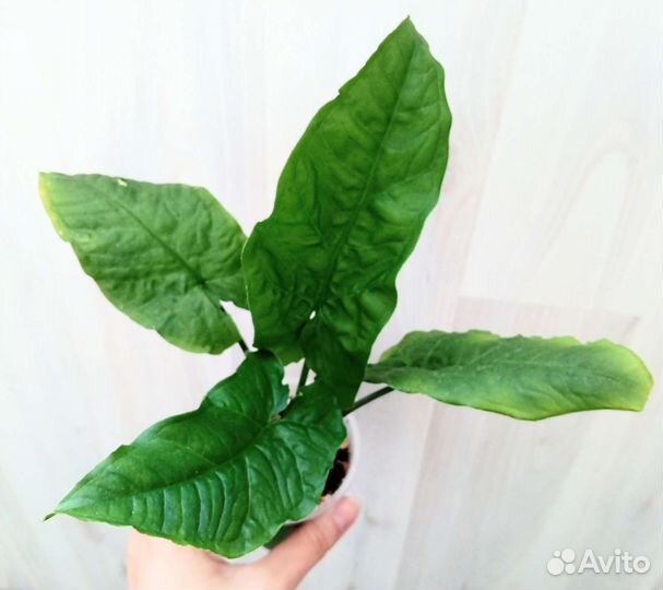 Сингониум Австралия