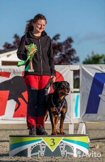 Дрессировка и передержка собак, зоогостиница