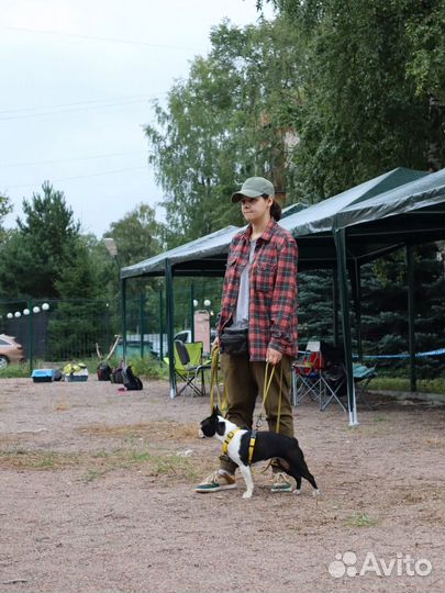 Коррекция поведения собак