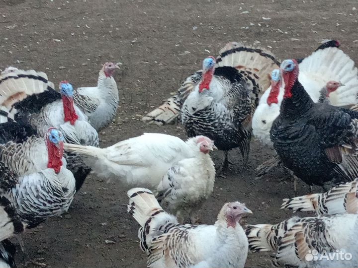 Молодые петухи