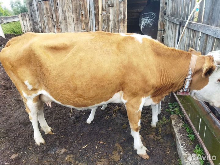 Корова дойная