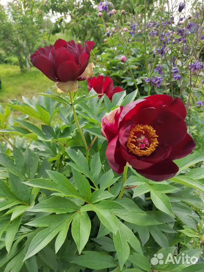 Растения для сада. Пионы. Ито-пионы. Гибриды