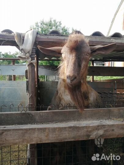 Козел на вязку