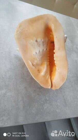 Морские ракушки раковины