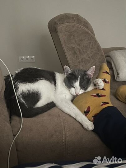 Кошка в дар бесплатно