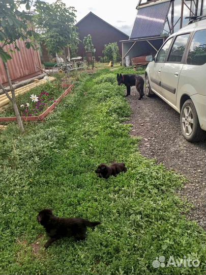 Продам щенков