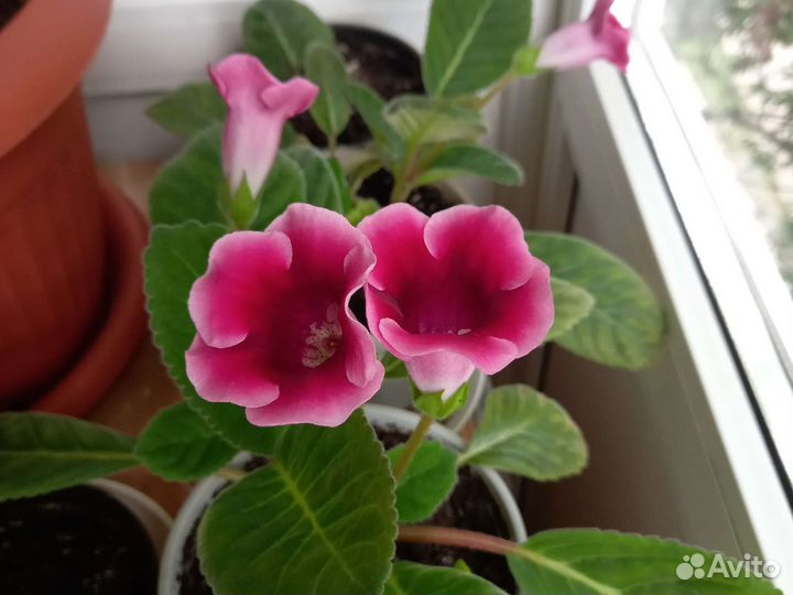 Замиокулькас