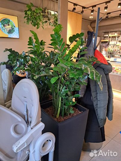 Консультация Агронома