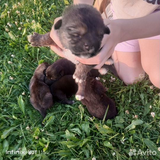Щенки немецкой овчарки