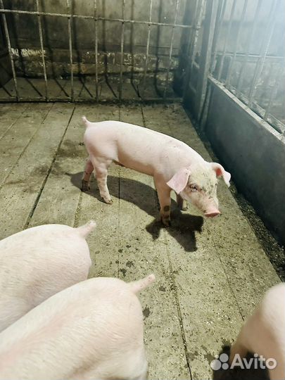 Чистопородные поросята. 