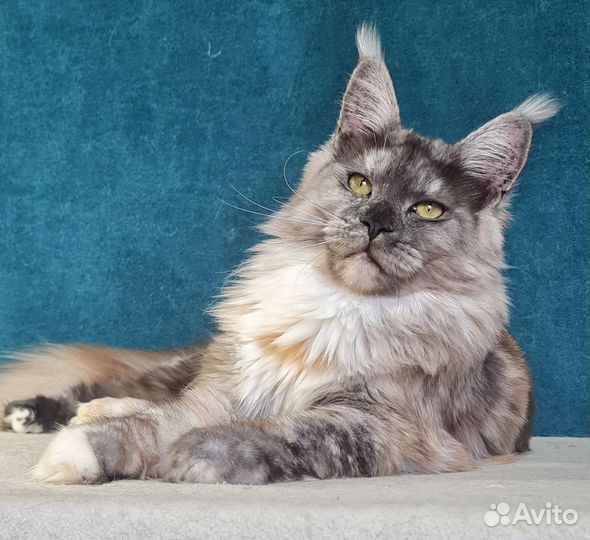 Мейн-кун девочка дымная черепаха