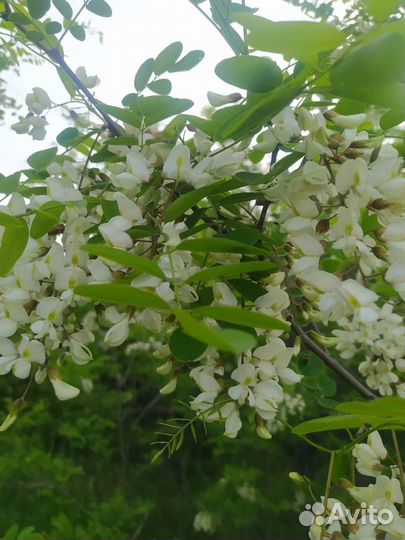 Свежий мед 2023