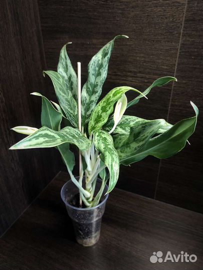 Диффенбахия Аврора (Индонезия)