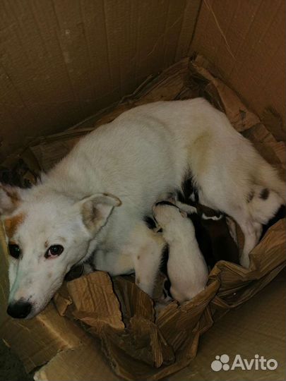 Щенки метисы(спаниель и Джек Рассел)