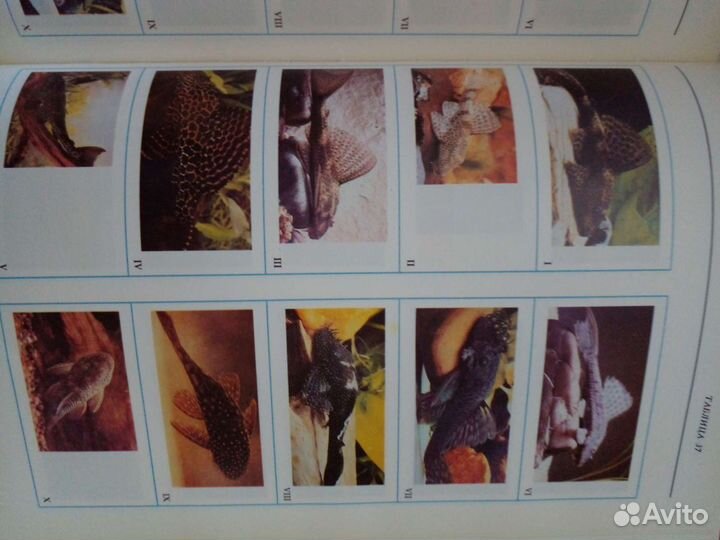 Экзотические аквариумные рыбы энциклопедия