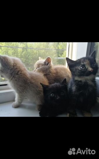 Котята отдам бесплатно