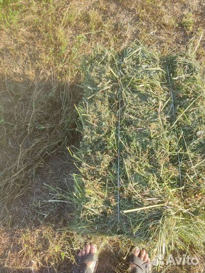 Люцерна сено