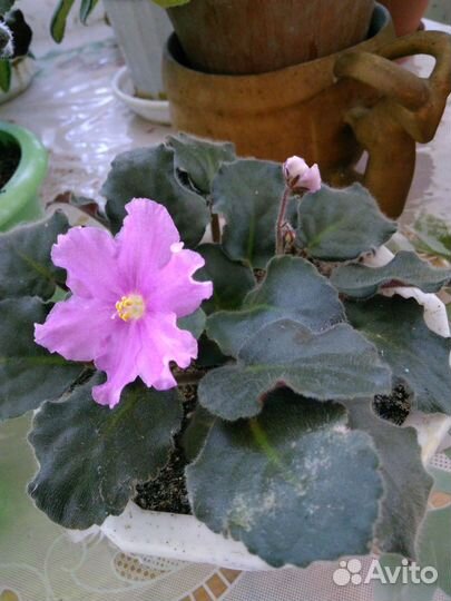 Цветы комнатные