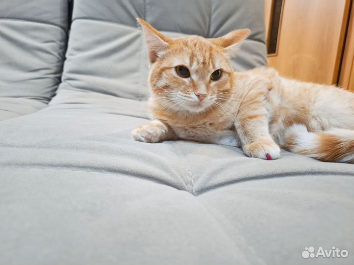 Сибирская кошечка