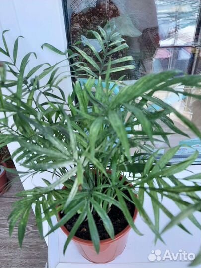 Пальма драцена,хамедорея