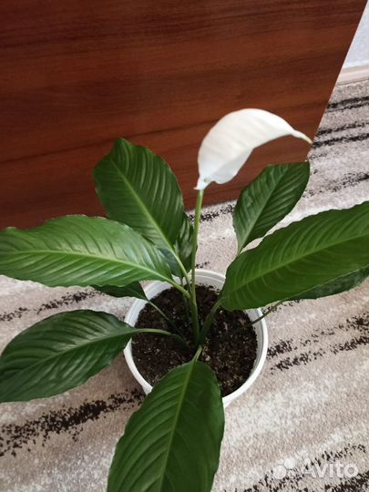 Спатифиллум