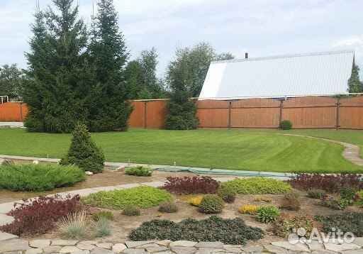 Рулонный газон элитный