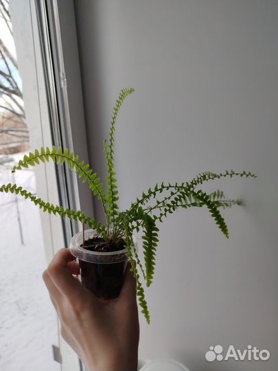 Папоротник Грин леди