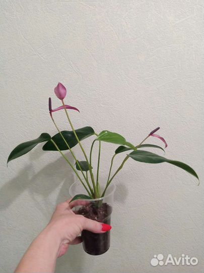 Антуриум Зизу