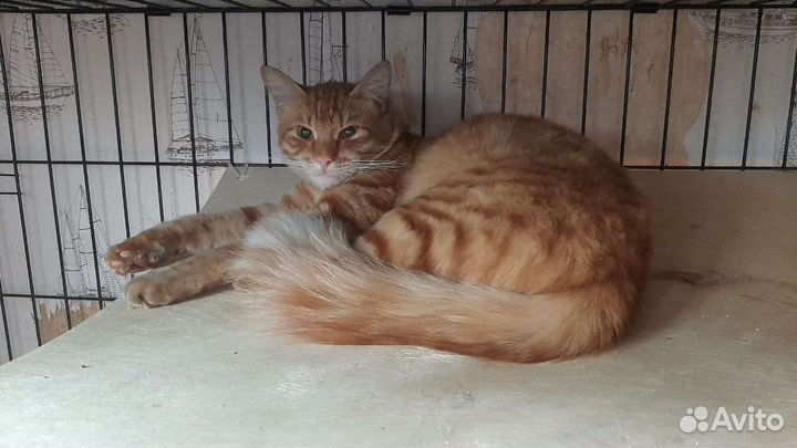 Рыжий молодой кот