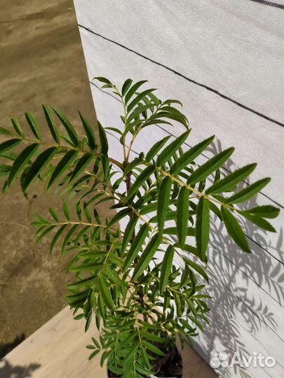 Рябина декоративная