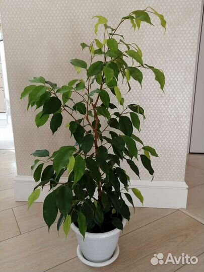 Фикус бенджамина Эстер