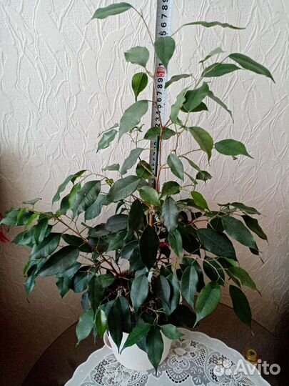 Фикусы Белиз, Тинеке, Мелони, Даниэль