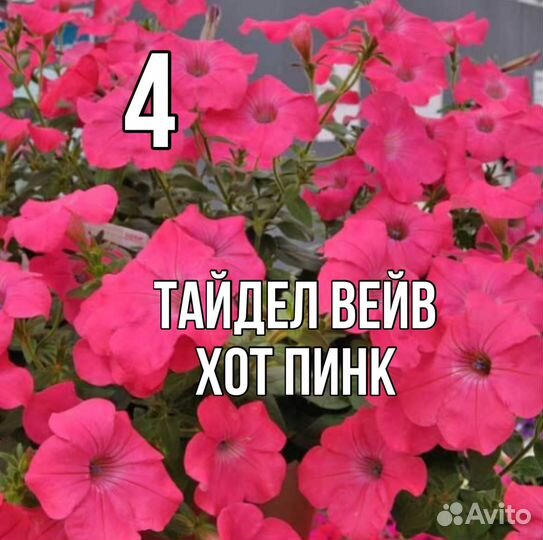 Рассада петунии Тайдел Вейв